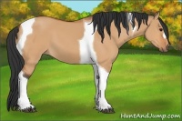 Horse Color:Bay Dun Tobiano 