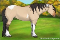 Horse Color:Bay Dun Tobiano 