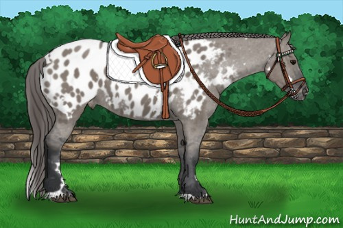 Horse Color: White Spotted Grullo Blanket 