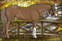 Horse Color:Chocolate Palomino 