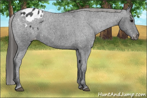 Horse Color: Black Blanket 