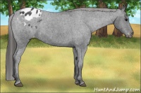 Horse Color:Black Appaloosa