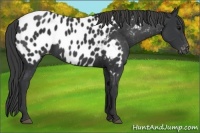 Horse Color:Black Appaloosa 