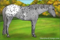 Horse Color:Black Appaloosa