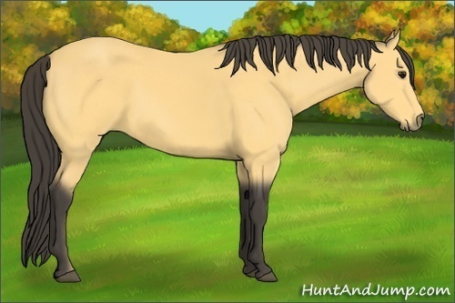 Horse Color: Buckskin 