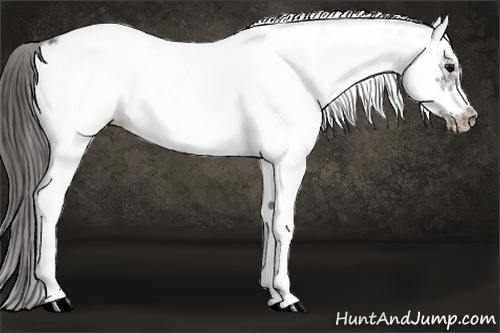 Horse Color:White Spotted Black Frame Appaloosa