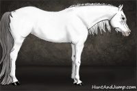Horse Color:White Spotted Black Frame Appaloosa 