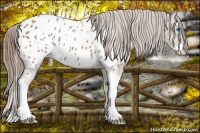 Horse Color:Classic Champagne Roan Splash Frame Appaloosa 