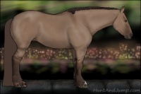 Horse Color:Liver Red Dun 
