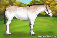 Horse Color:White Spotted Bay Roan 