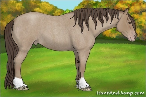 Horse Color: Classic Champagne Roan 