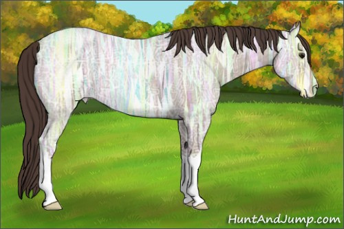 Horse Color: Classic Champagne Ice Roan 