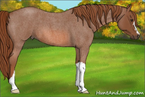 Horse Color: Liver Red Roan 