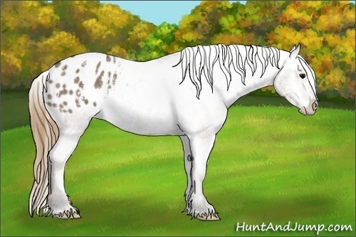 Horse Color: Smoky Grullo Splash Tobiano Blanket  Brindle