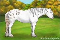 Horse Color:Smoky Grullo Splash Tobiano Blanket  Brindle