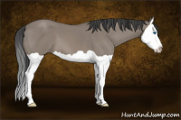 Horse Color:Grullo Splash 