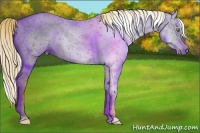 Horse Color:Gray Gold Champagne Dun 
