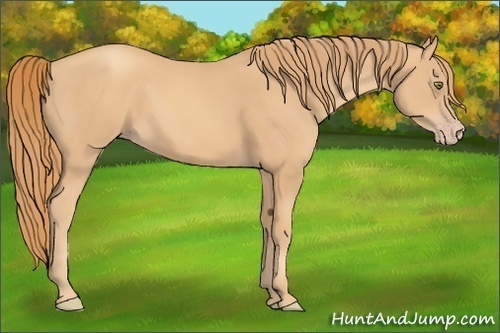 Horse Color: Gold Champagne 