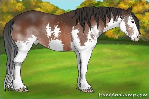 Horse Color: Bay Splash 
