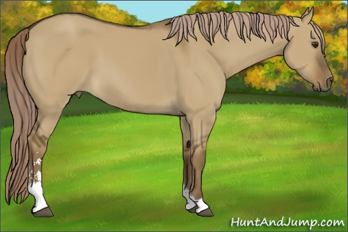 Horse Color: Chocolate Palomino Dun Sabino 