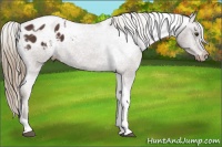 Horse Color:Liver Chestnut Tobiano Appaloosa 