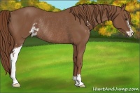 Horse Color:Chestnut Sabino Rabicano 