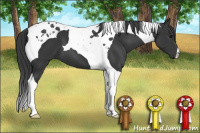 Horse Color:Black Tobiano 