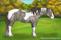 Horse Color:Classic Champagne Ice Dun Splash Tobiano 
