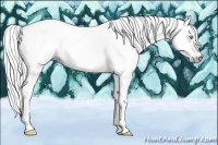 Horse Color:Gray Gold Cream Champagne 