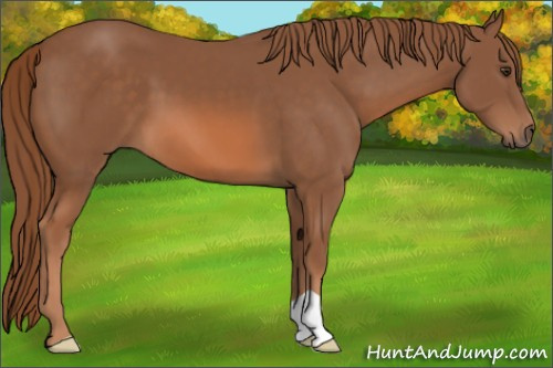 Horse Color: Liver Chestnut 