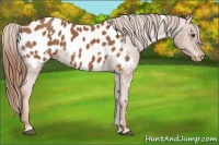 Horse Color:White Spotted Chestnut Appaloosa