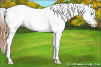 Horse Color:White Spotted Red Roan Frame Appaloosa 