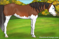 Horse Color:Bay Splash 