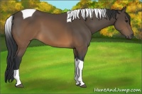 Horse Color:Brown Tobiano 