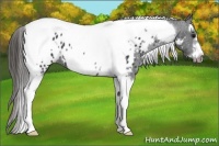 Horse Color:Black Splash Tobiano Frame Appaloosa 