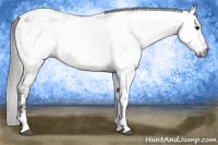 Horse Color:Gray Bay Dun Tobiano Near Leopard
