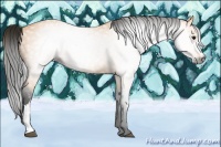 Horse Color:Gray Buckskin 