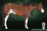 Horse Color:Bay Sabino 