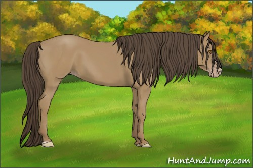 Horse Color: Sable Cream Champagne Frame 