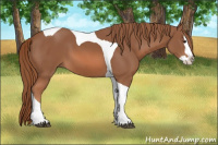 Horse Color:Chestnut Splash Tobiano