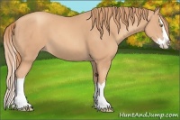 Horse Color:Gold Champagne Splash 
