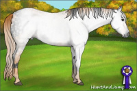 Horse Color:Gray White Spotted Black  Brindle
