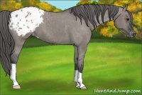 Horse Color:Grullo Appaloosa 