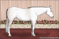 Horse Color:Gray Amber Champagne 