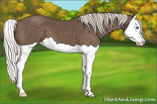 Horse Color: Silver Black Splash 