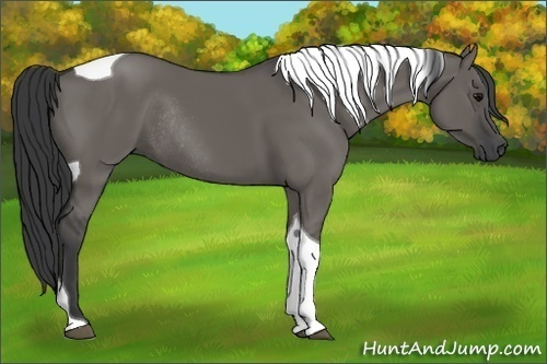 Horse Color: Grullo Tobiano Rabicano 