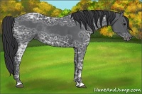 Horse Color:Black Ice Rabicano 