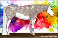 Horse Color:Silver Black Ice Splash Rabicano