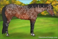 Horse Color:Bay Ice Rabicano 