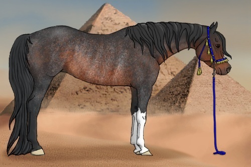 Horse Color: Brown Rabicano 